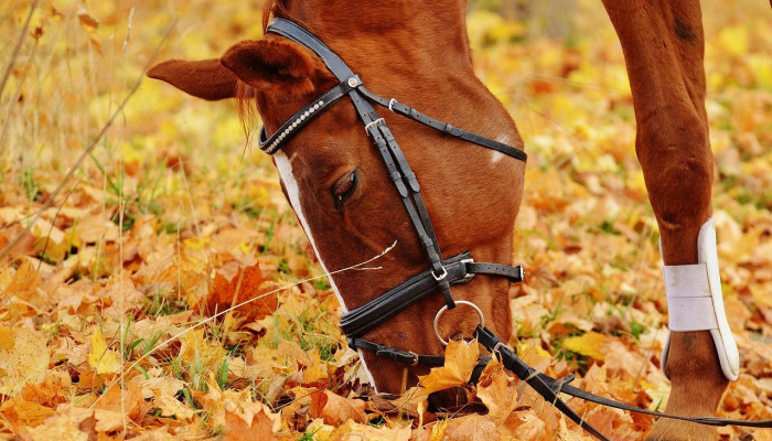  Herbst Und Pferd Hintergrundbilder